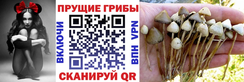 где можно купить   Иноземцево  Псилоцибиновые грибы Cubensis 